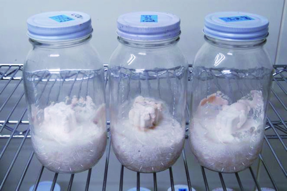 無処理木材:腐朽菌が白く覆いかぶさり腐朽現象(質量減少)が起きる